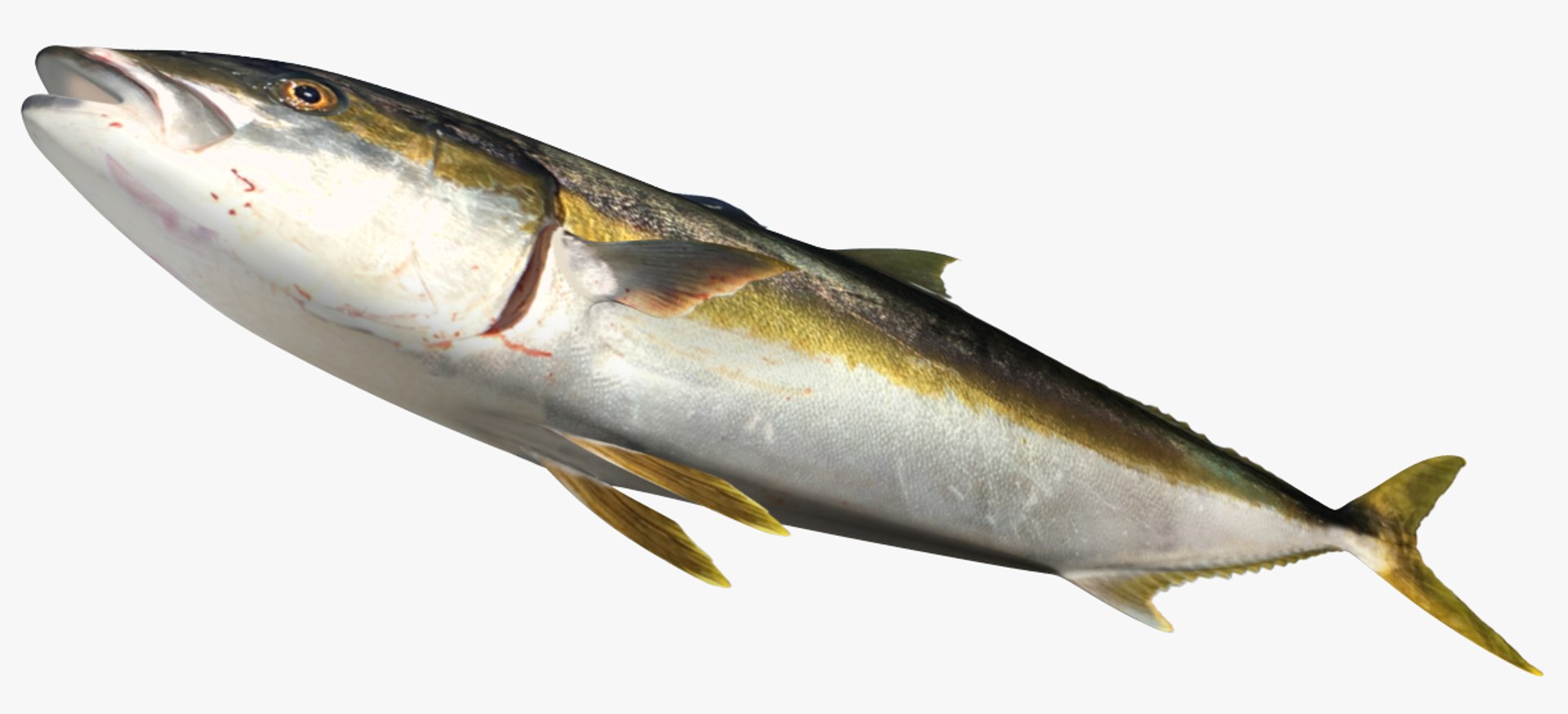 3D Model Hamachi - TurboSquid 1223108