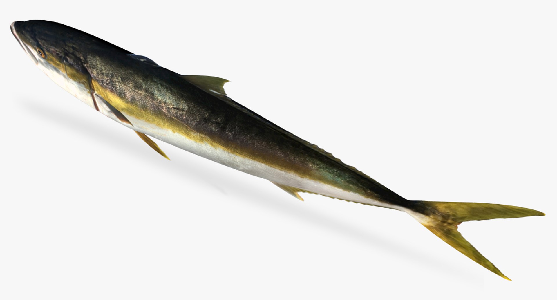 3D Model Hamachi - TurboSquid 1223108