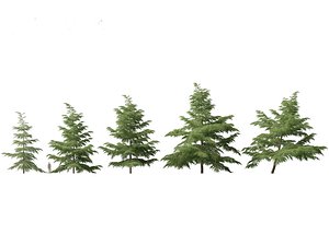 3D Cedrus deodara - deodar cedar 02