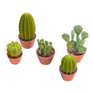 High-Quality Potted Cactus Models