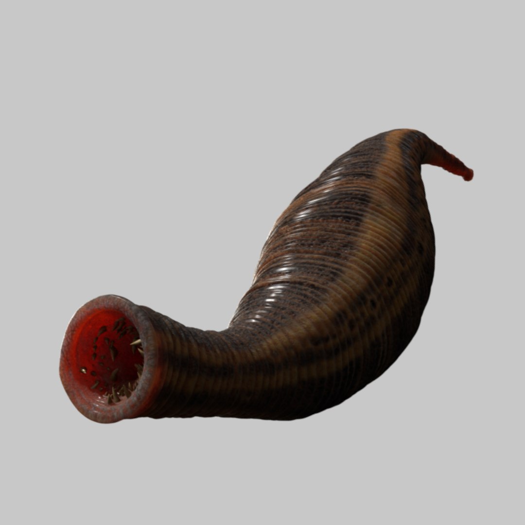 Leech Rigged Animations 3D Model - TurboSquid 1540349