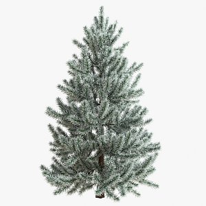 snow fir tree 3d model