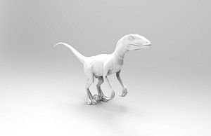 raptor
