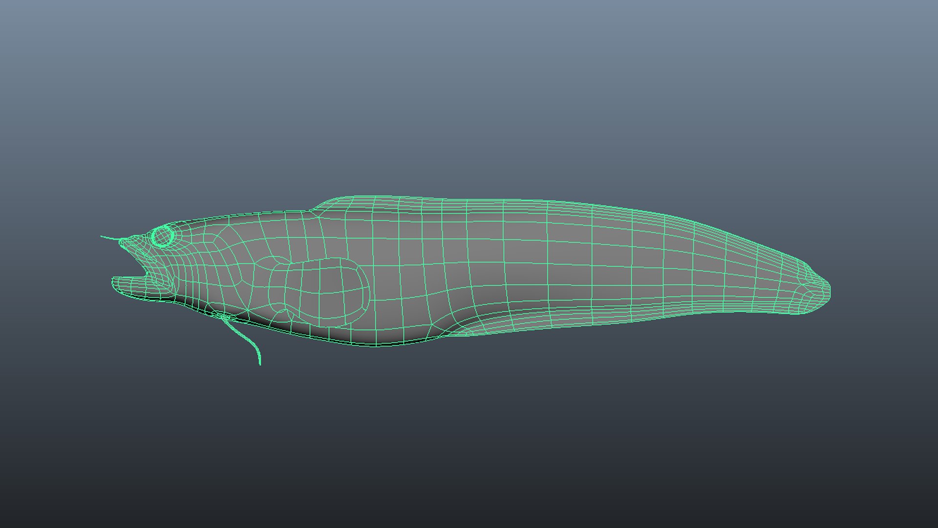 3D model Eel and Lamprey Collection https://p.turbosquid.com/ts-thumb/3R/7z5epj/Ry/wire113/jpg/1636299680/1920x1080/fit_q87/d2379da502f87f3238817d5eb2890b8ed8c87358/wire113.jpg