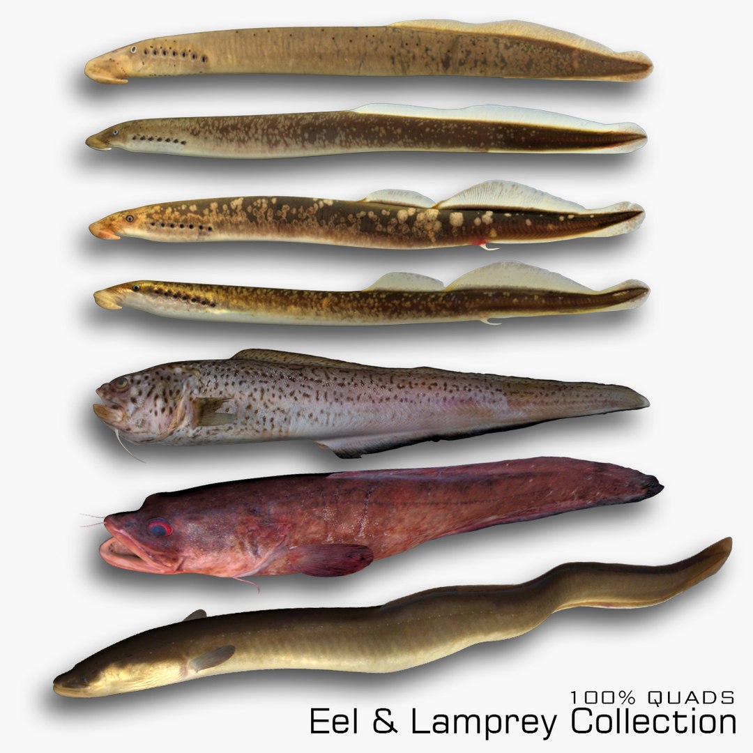 3D Model Eel And Lamprey Collection - TurboSquid 1811852