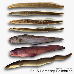 3D model Eel and Lamprey Collection