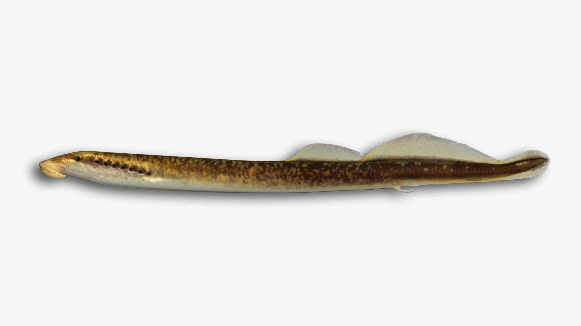 3D model Eel and Lamprey Collection https://p.turbosquid.com/ts-thumb/3R/7z5epj/YT/66/jpg/1636300190/1920x1080/fit_q87/829618756324731c5b2bc23973338f3c8462ff49/66.jpg