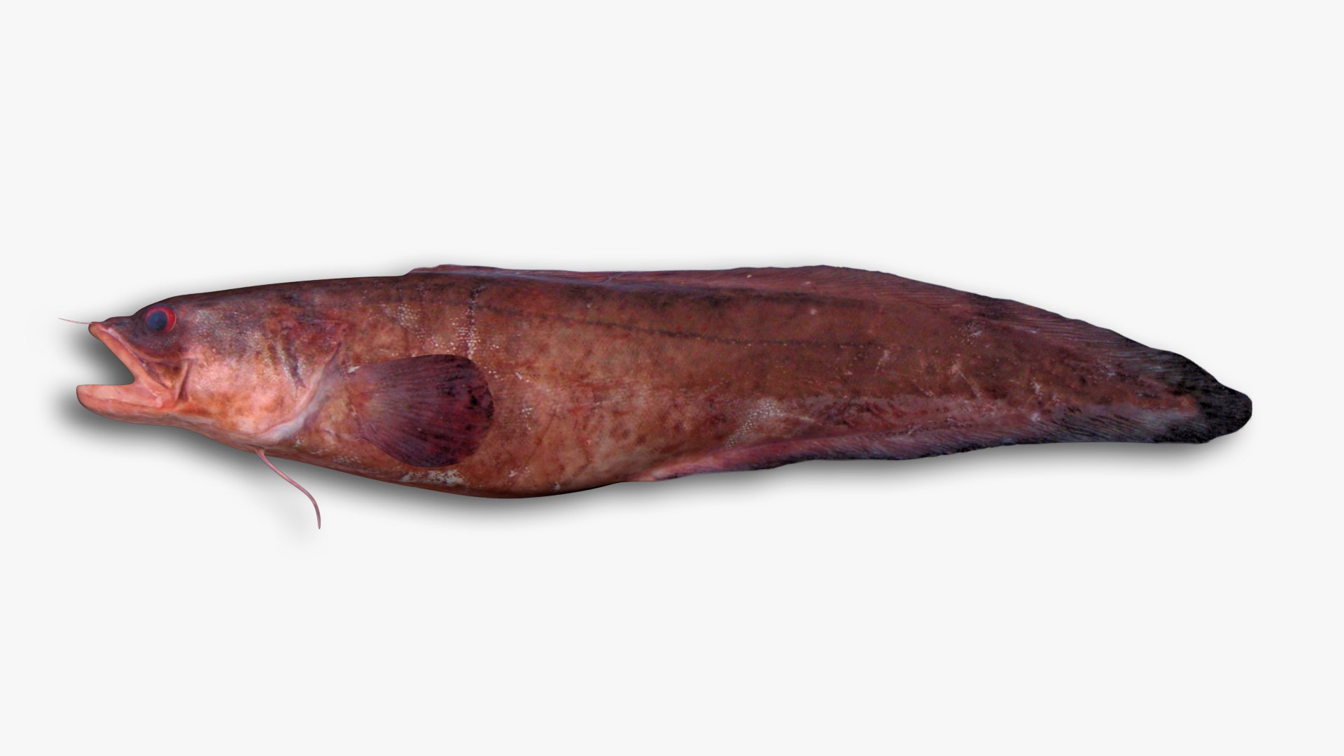 3D model Eel and Lamprey Collection https://p.turbosquid.com/ts-thumb/3R/7z5epj/iZ/113/jpg/1636299679/1920x1080/fit_q87/58d53eb599d018e34d74bcdb9acd86d8615cd456/113.jpg