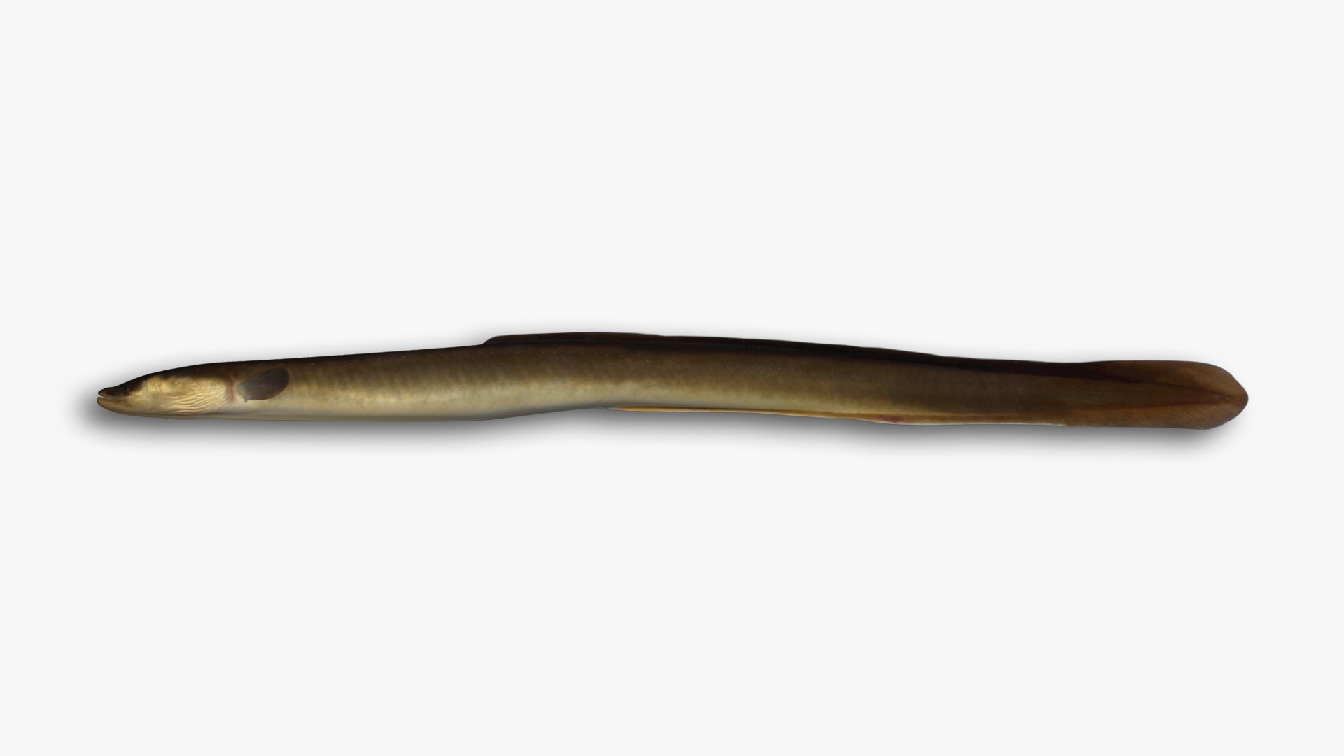 3D model Eel and Lamprey Collection https://p.turbosquid.com/ts-thumb/3R/7z5epj/xr/31/jpg/1636299677/1920x1080/fit_q87/1924452279a67093f2ecffbf5ccfd0e31a1427a6/31.jpg