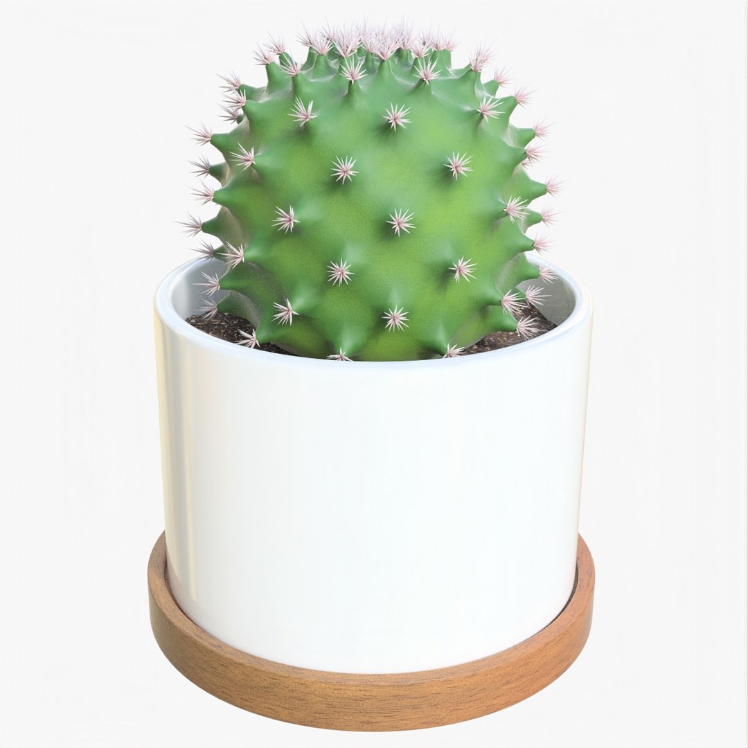 Cactus 02 B 3D Model - TurboSquid 1987405