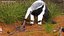 Anteater Eats Termites from Branches Fur