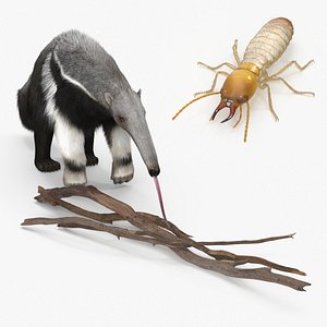 Anteater Eats Termites from Branches Fur 3D