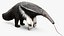 Anteater Eats Termites from Branches Fur