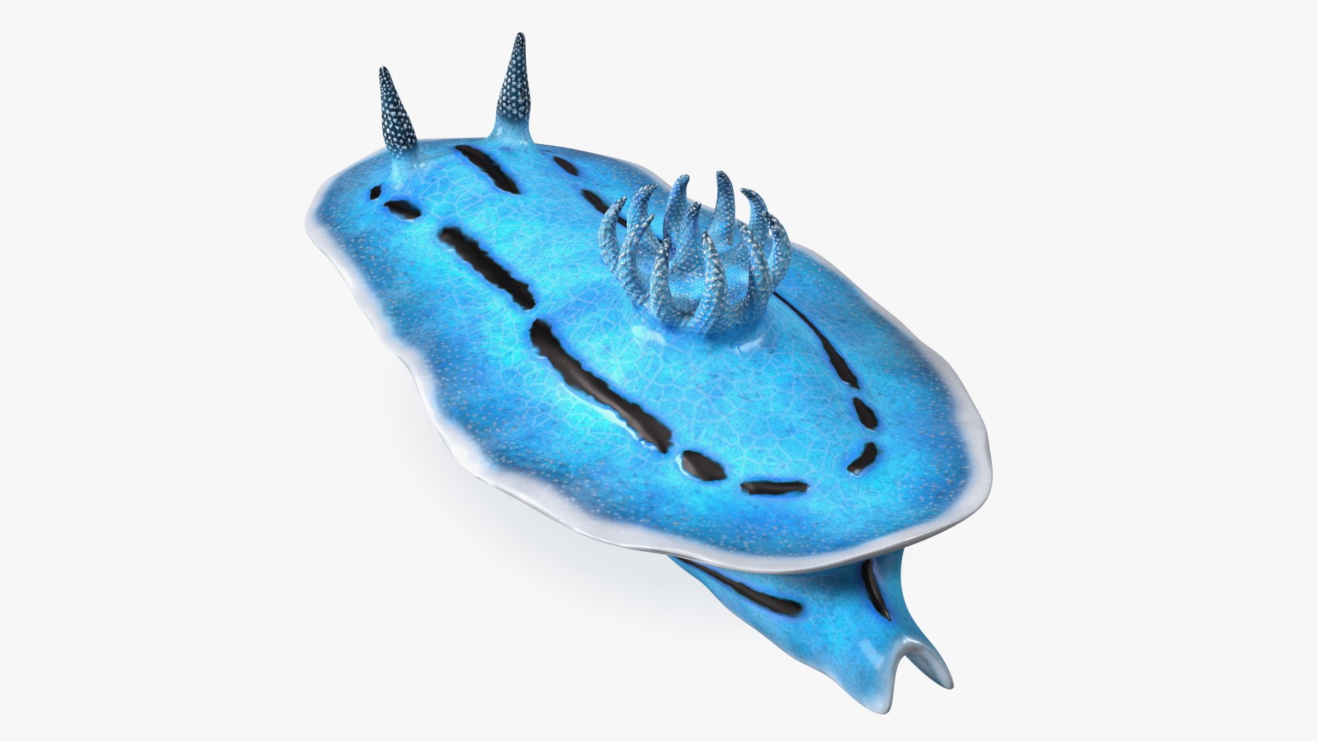 Nudibranchia Blue 3D model preview