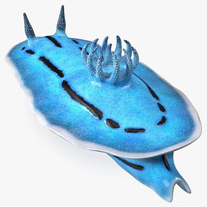 3D Nudibranchia Blue model