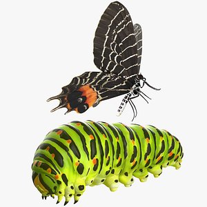 3D swallowtail butterfly caterpillar rigged