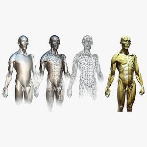 Man Anatomy 3D model