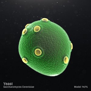 3D model microbes bacteria cells