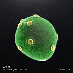Yeast - Saccharomyces Cerevisiae