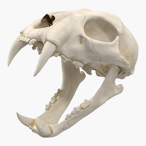 bengal tiger skull 3D