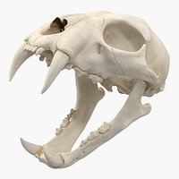 Bengal Tiger Skull