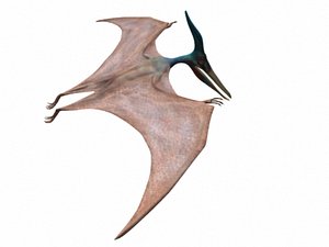 pteranodon ingens 3d model