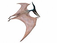 PTERANODON INGENS