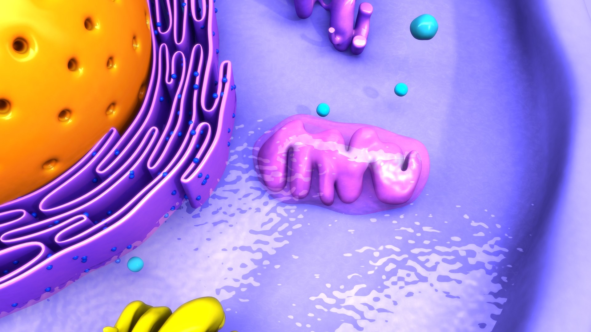 3D Animal Cell Cross Section Model - TurboSquid 2184668