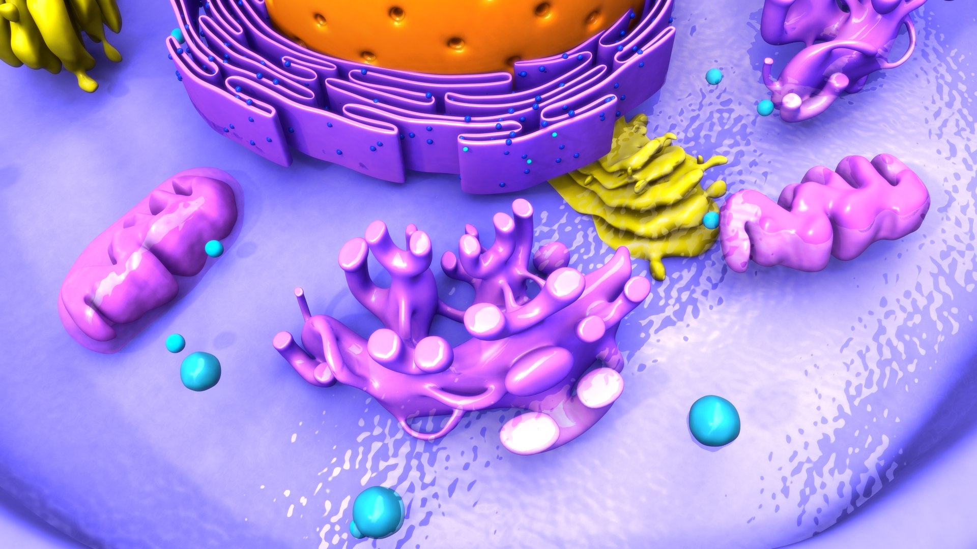 3D Animal Cell Cross Section Model - TurboSquid 2184668