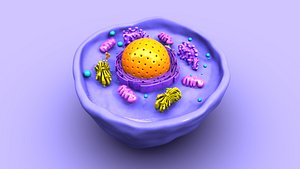 3D Animal cell cross section model