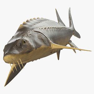 Sturgeon Fish Rigged for Cinema 4D