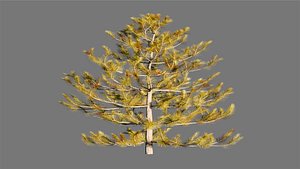 Pine Tree