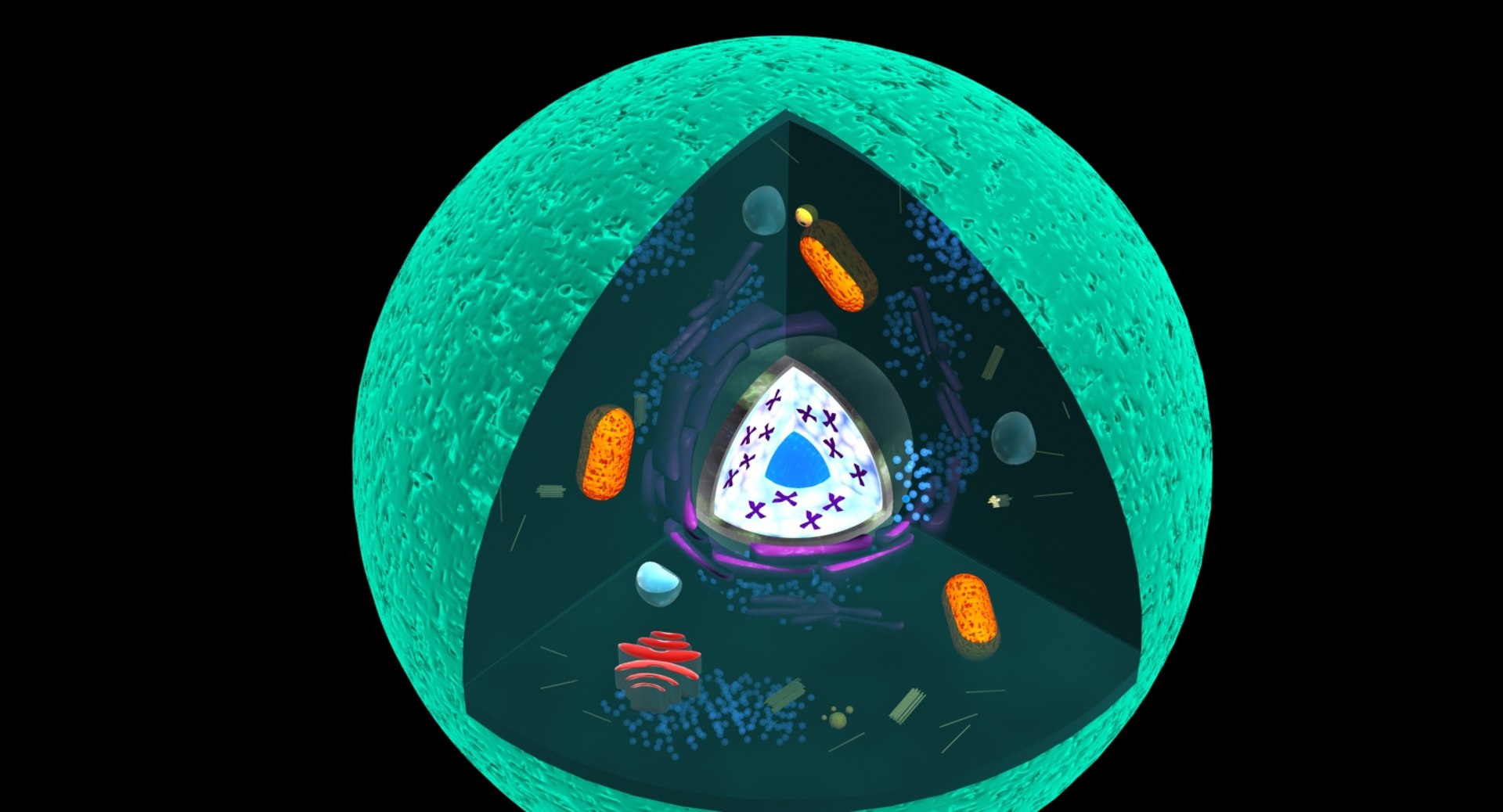 Animal Cell 3D Model - TurboSquid 506001