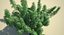 3d cannabis sativa plants set model
