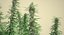 3d cannabis sativa plants set model