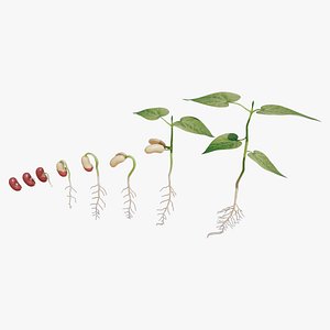 Process Of Seed Germination