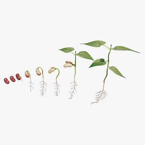 Process Of Seed Germination