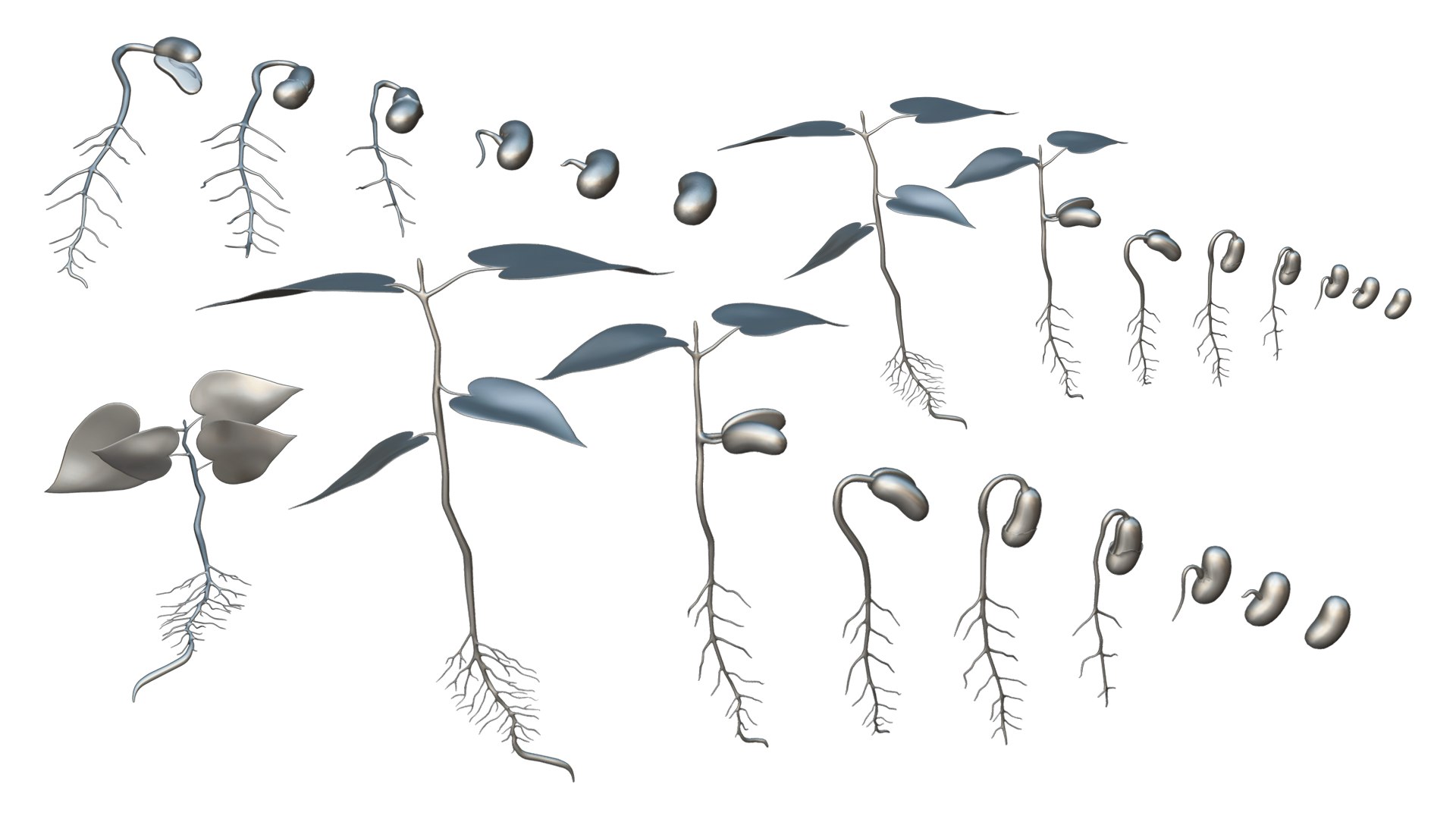 Process Of Seed Germination 3D - TurboSquid 2136839