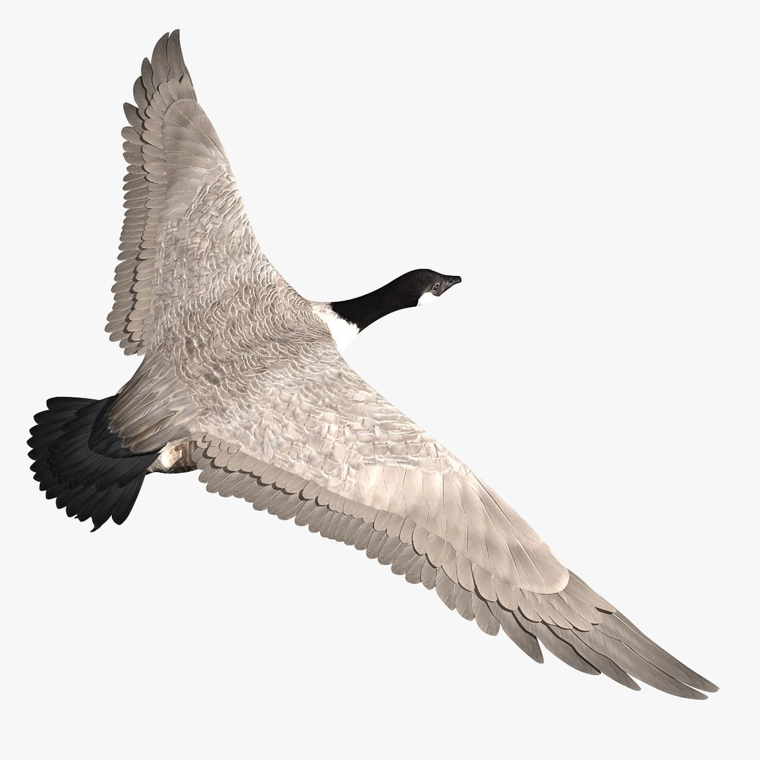 goose animation 3d ma https://p.turbosquid.com/ts-thumb/3S/TbyZg4/INf9dlJg/hd2/jpg/1318059637/1920x1080/fit_q87/f39d3a5653c69dee22d80eb0a2d3c7a66387c0cb/hd2.jpg