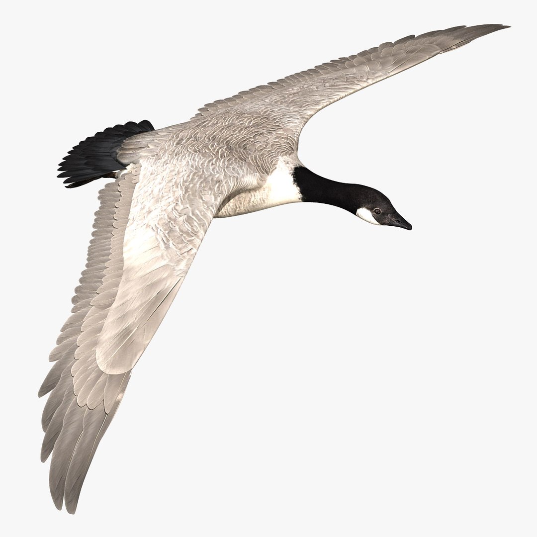 goose animation 3d ma https://p.turbosquid.com/ts-thumb/3S/TbyZg4/RXDQvvla/hd4/jpg/1318059637/1920x1080/fit_q87/be2032f45affe6df9584ede5296495edfb37a45d/hd4.jpg
