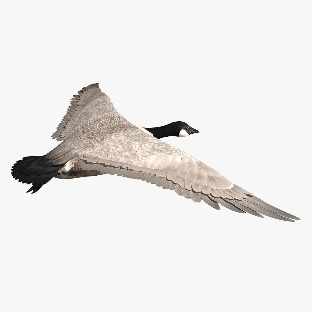 goose animation 3d ma https://p.turbosquid.com/ts-thumb/3S/TbyZg4/Tg9sYm6h/hd3/jpg/1318059637/1920x1080/fit_q87/8a08aaf28776b7472fc699c23862b3c991db074b/hd3.jpg
