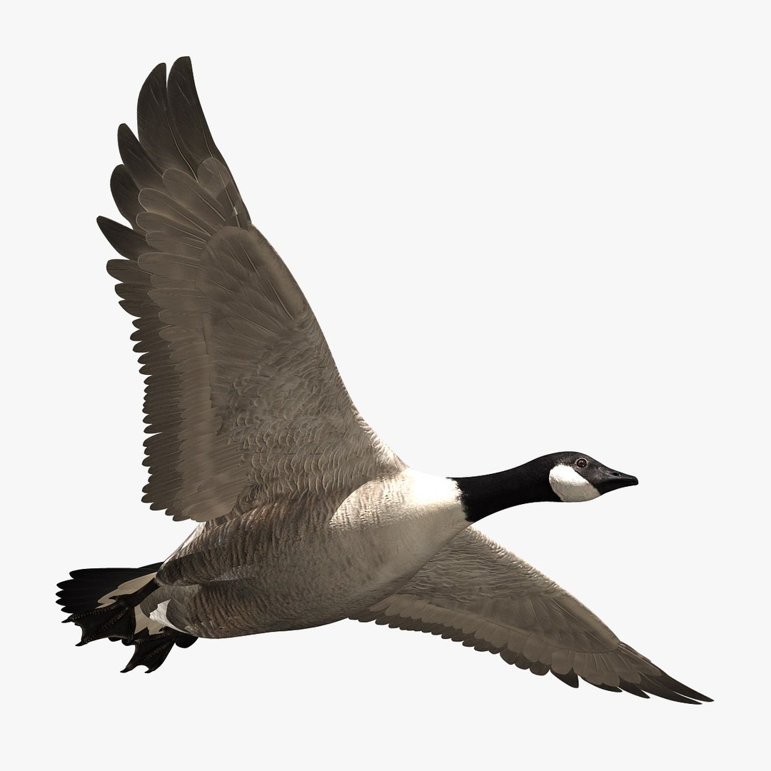 goose animation 3d ma https://p.turbosquid.com/ts-thumb/3S/TbyZg4/Tv1GkRDe/hd1/jpg/1318059637/1920x1080/fit_q87/a34ee07a8e71f8d540b8807a38a38a8fce1b5b2f/hd1.jpg