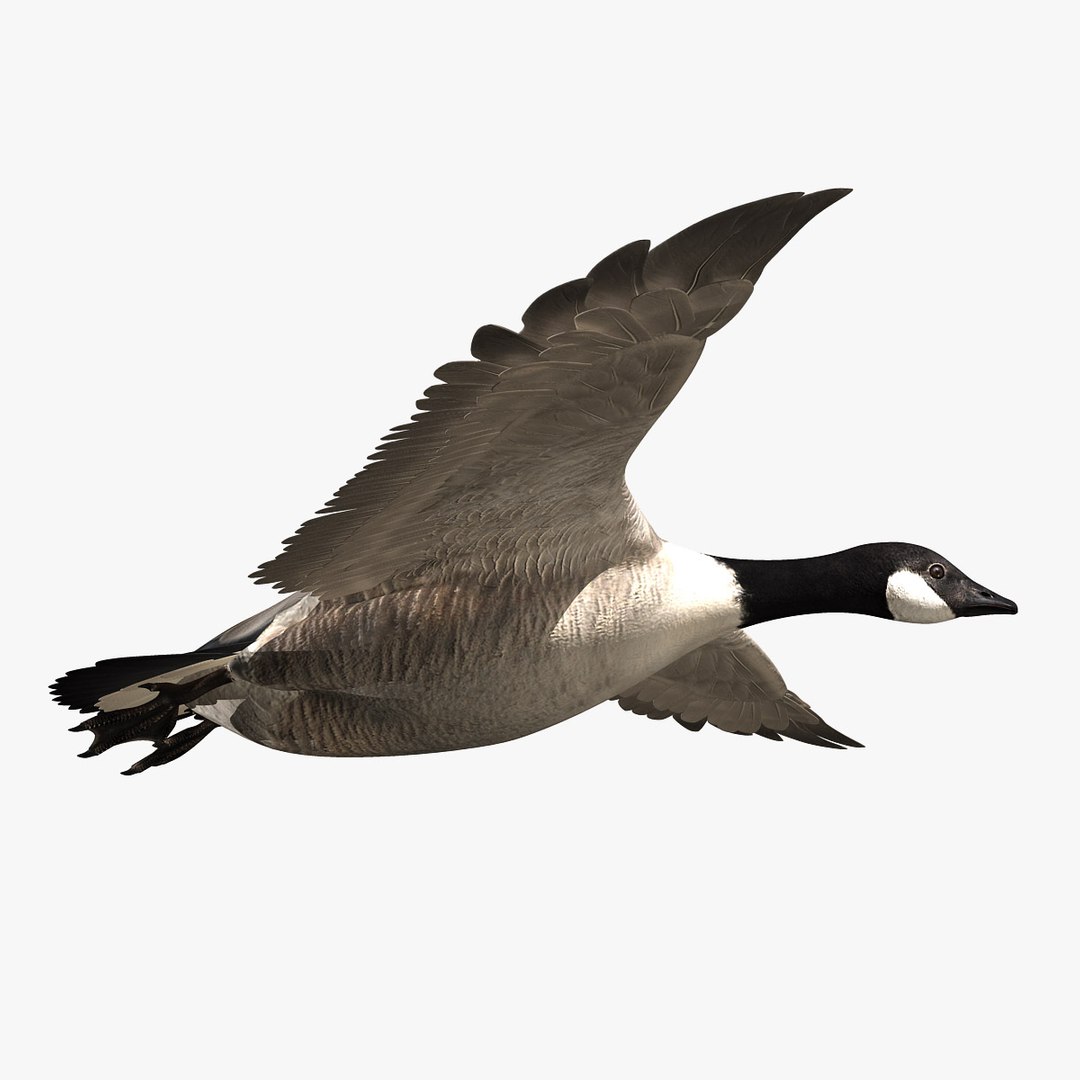 goose animation 3d ma https://p.turbosquid.com/ts-thumb/3S/TbyZg4/d0KuAxrH/hd5/jpg/1318059637/1920x1080/fit_q87/d4d3f5643e0005fbba04fb7627935a227d1d2d1e/hd5.jpg