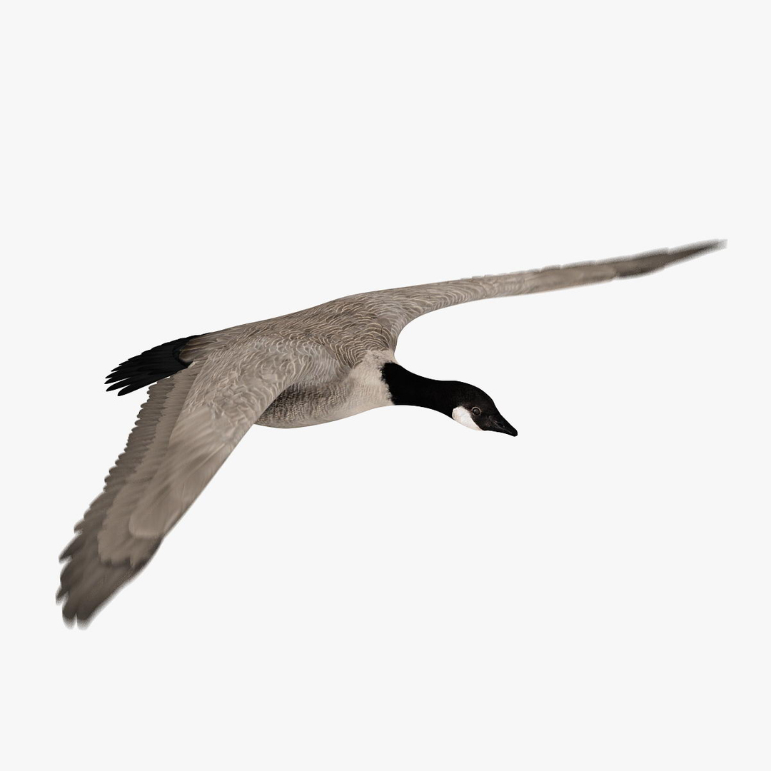 goose animation 3d ma https://p.turbosquid.com/ts-thumb/3S/TbyZg4/eFhFkqk8/wing2/jpg/1318076996/1920x1080/turn_fit_q99/dfd479d58b5effef2c8ea494b522d750133958de/wing2-1.jpg