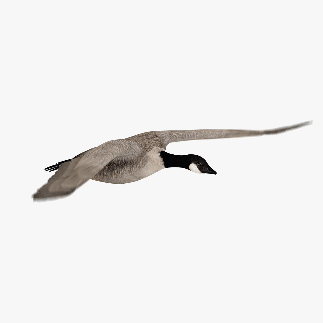 goose animation 3d ma https://p.turbosquid.com/ts-thumb/3S/TbyZg4/msC889N9/wing/jpg/1318062977/1920x1080/turn_fit_q99/a84fc7439967310083450147b46387c0e113fc1e/wing-1.jpg