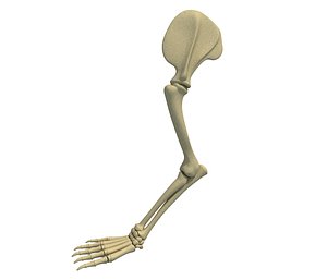 animal scapula skeleton model