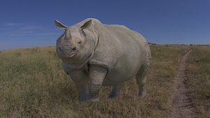 indian rhino 3d model