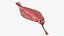 Pink Opabinia