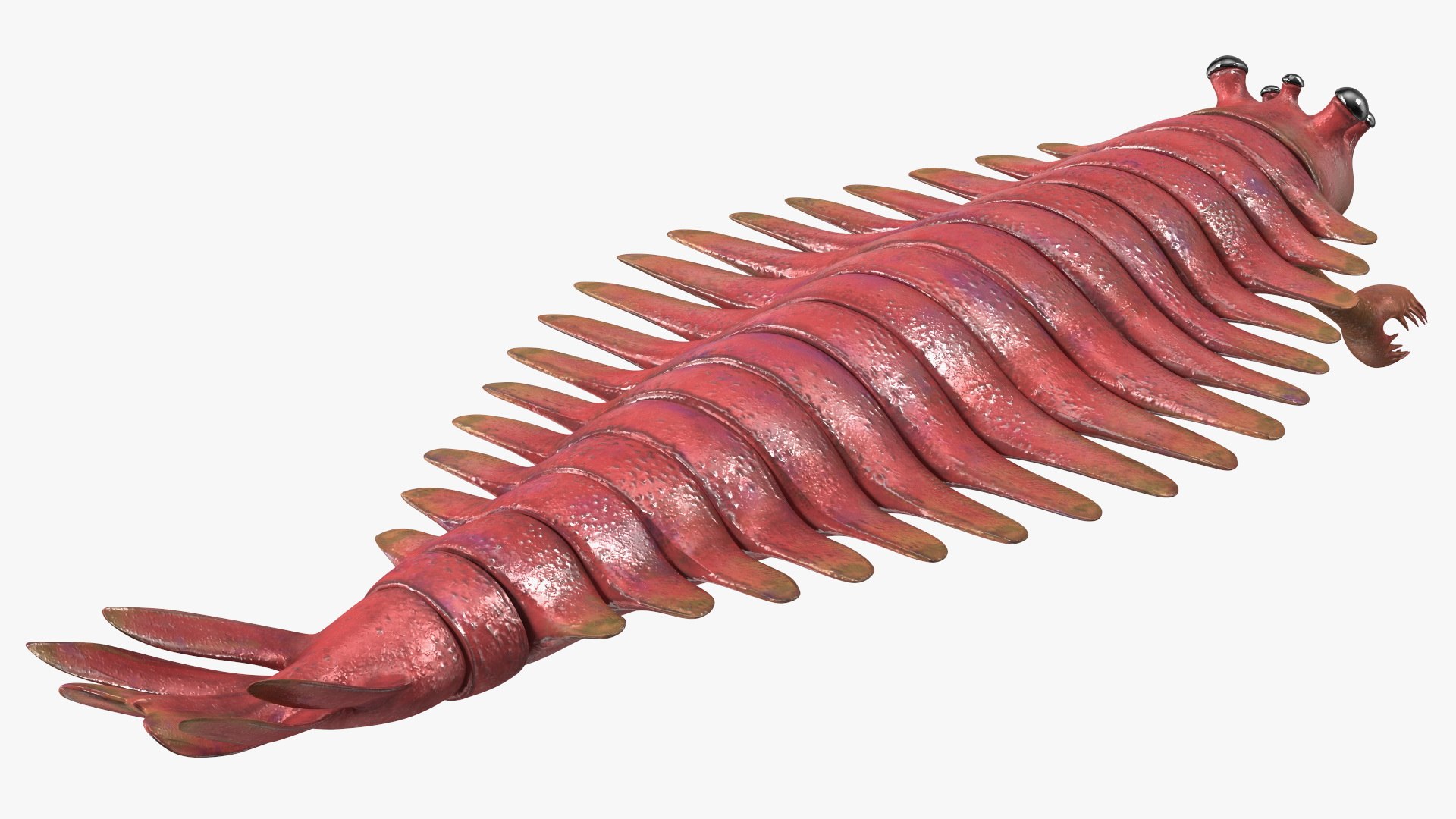 3D Pink Opabinia https://p.turbosquid.com/ts-thumb/3S/cbKx0g/Bl/pinkopabiniavray3dmodel012/jpg/1705376996/1920x1080/fit_q87/9168cfecfc4c2e0f711f8230546c0d2d49c0a720/pinkopabiniavray3dmodel012.jpg