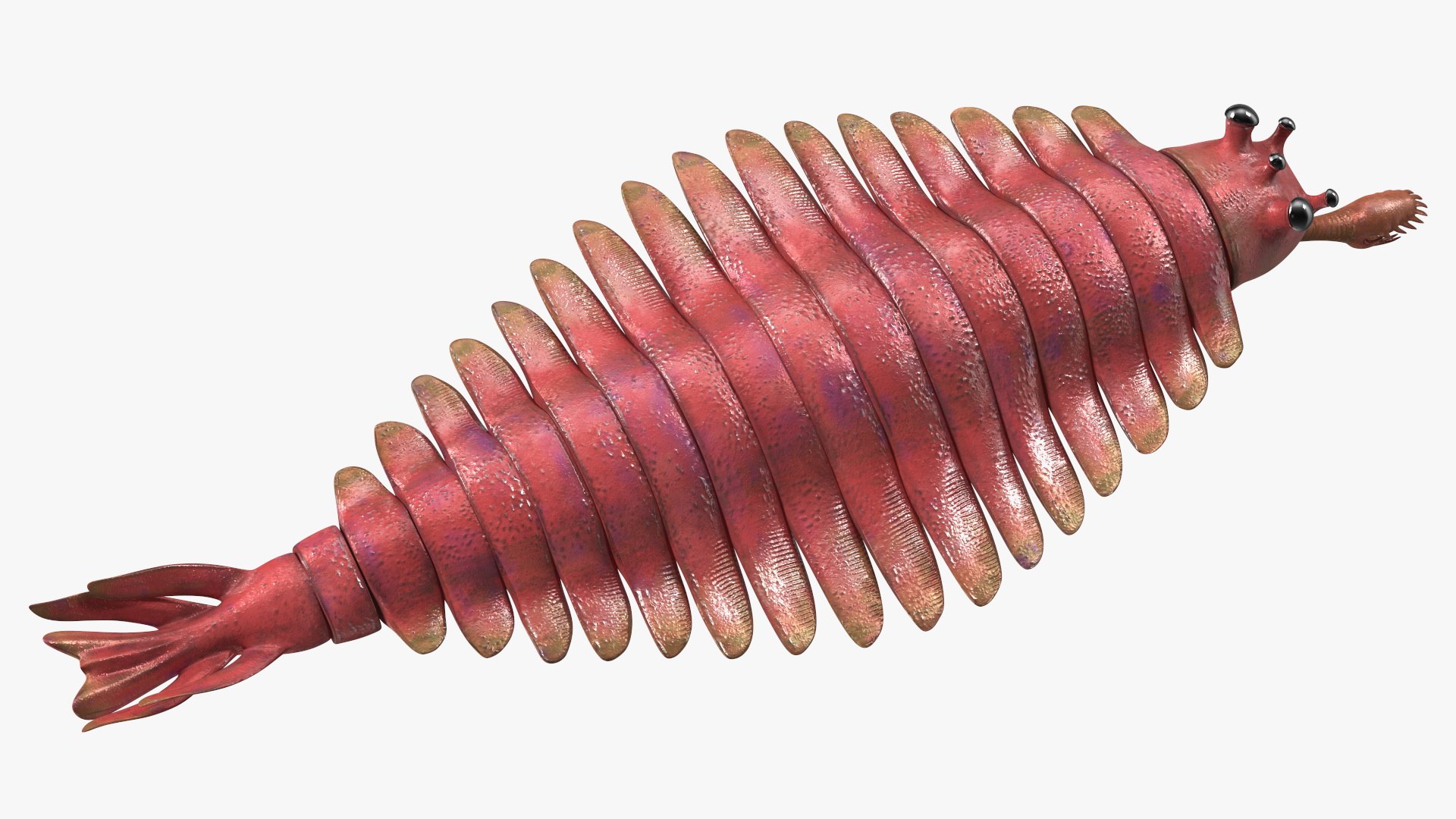 3D Pink Opabinia https://p.turbosquid.com/ts-thumb/3S/cbKx0g/Cv/pinkopabiniavray3dmodel016/jpg/1705377015/1920x1080/fit_q87/8876e6337fdd09730bd19f6bfff3c3dd847e2b23/pinkopabiniavray3dmodel016.jpg